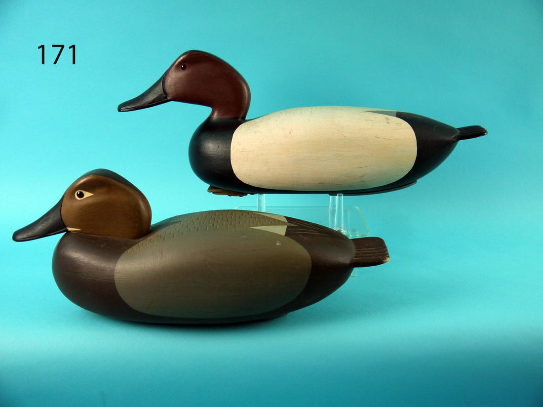 CANVASBACK PAIR, B. SABATINI (1 of 4)