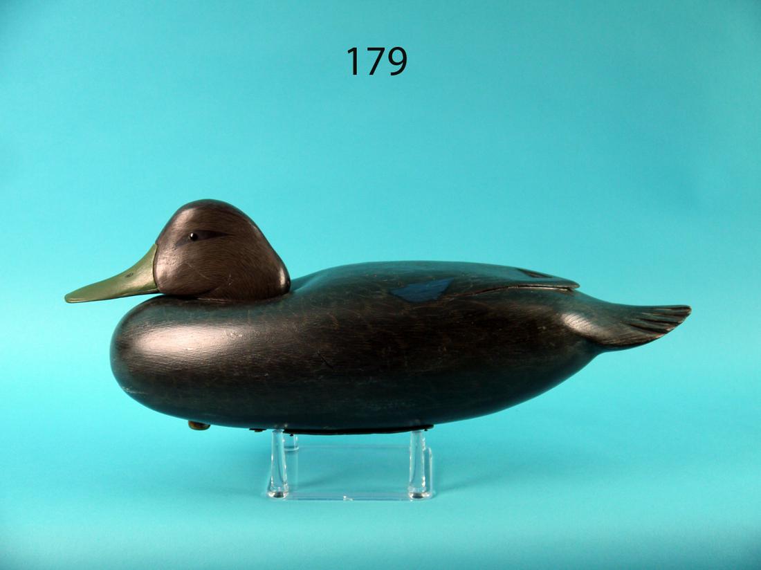BLACK DUCK, D. MORRONE (1 of 4)