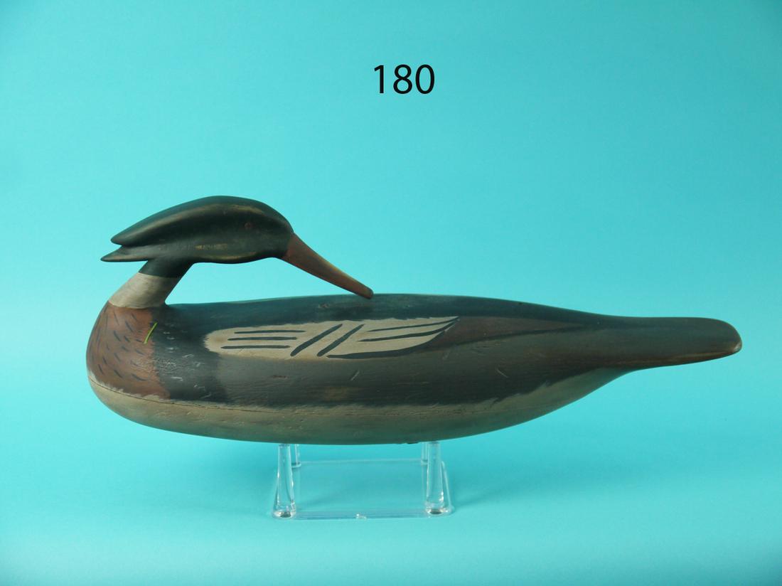 RED-BREAST MERGANSER DRAKE, D. MORRONE (1 of 4)