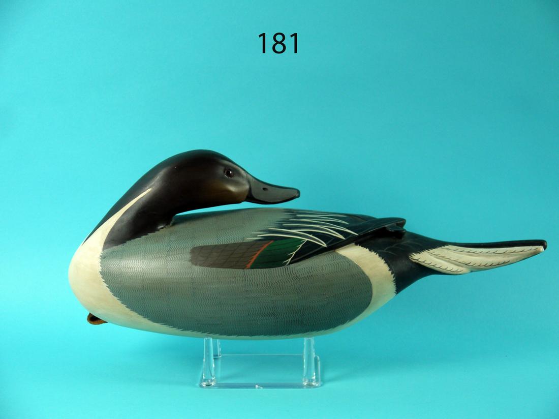 PINTAIL DRAKE, C. FENNIMORE (1 of 4)