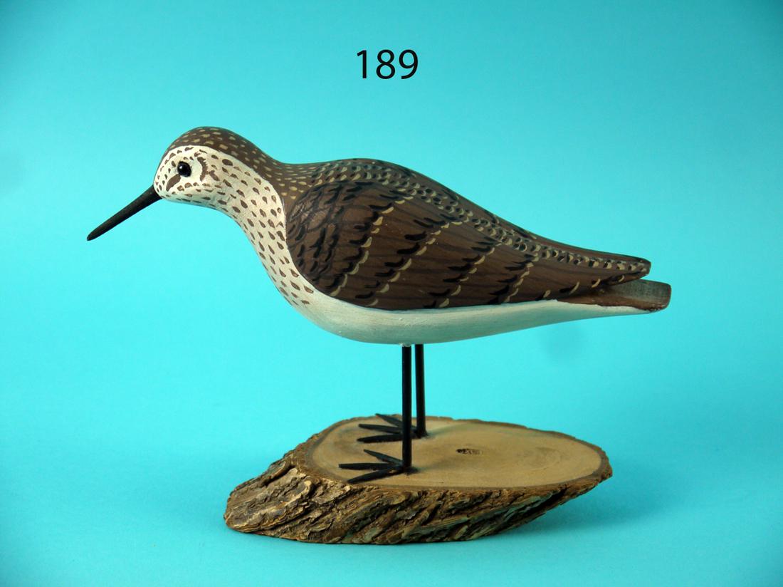 PECTORAL SANDPIPER, C. WILBER (1 of 4)