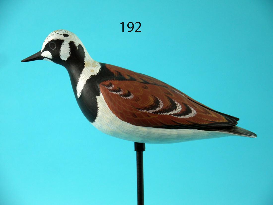 RUDDY TURNSTONE, D. RHODES (1 of 4)