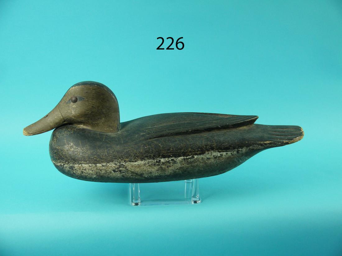 BLACK DUCK, DELAWARE RIVER (1 of 4)