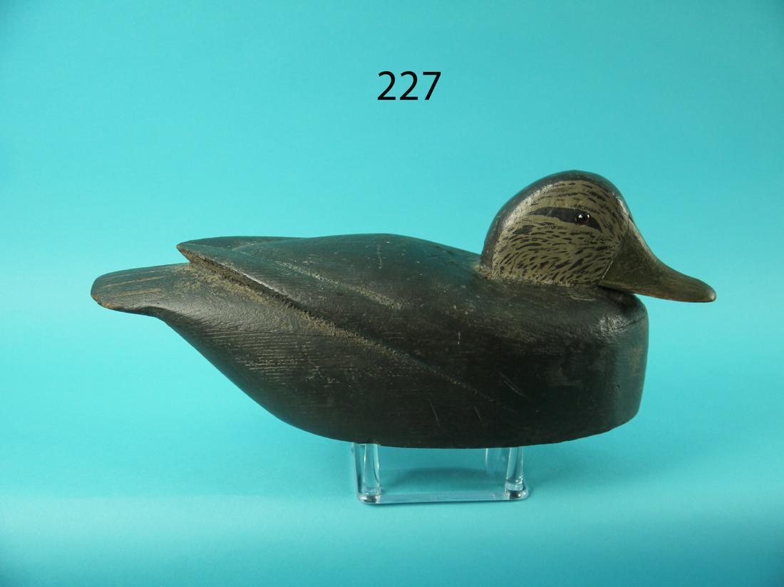 BLACK DUCK, D. ENGLISH ATTRIBUTION (1 of 4)