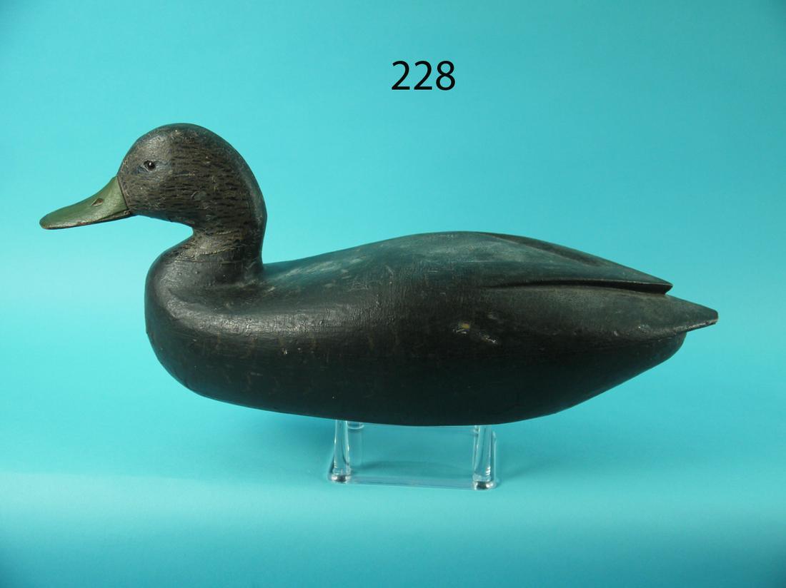 BLACK DUCK, DELAWARE RIVER (1 of 4)