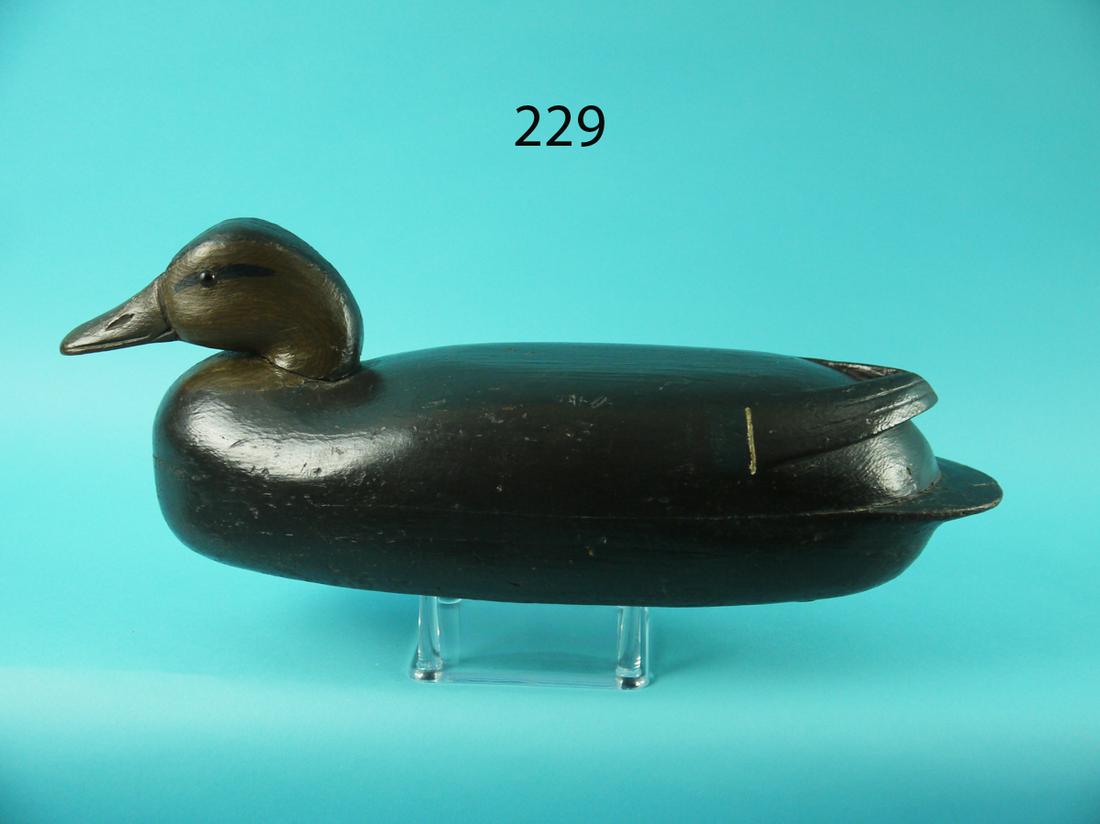 EARLY BLACK DUCK, C. BLACK (1 of 4)