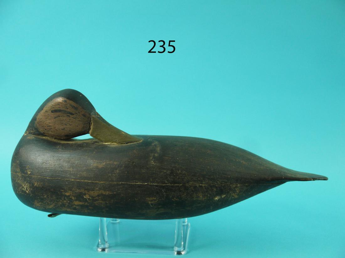 BLACK DUCK, L. CRAMER (1 of 4)