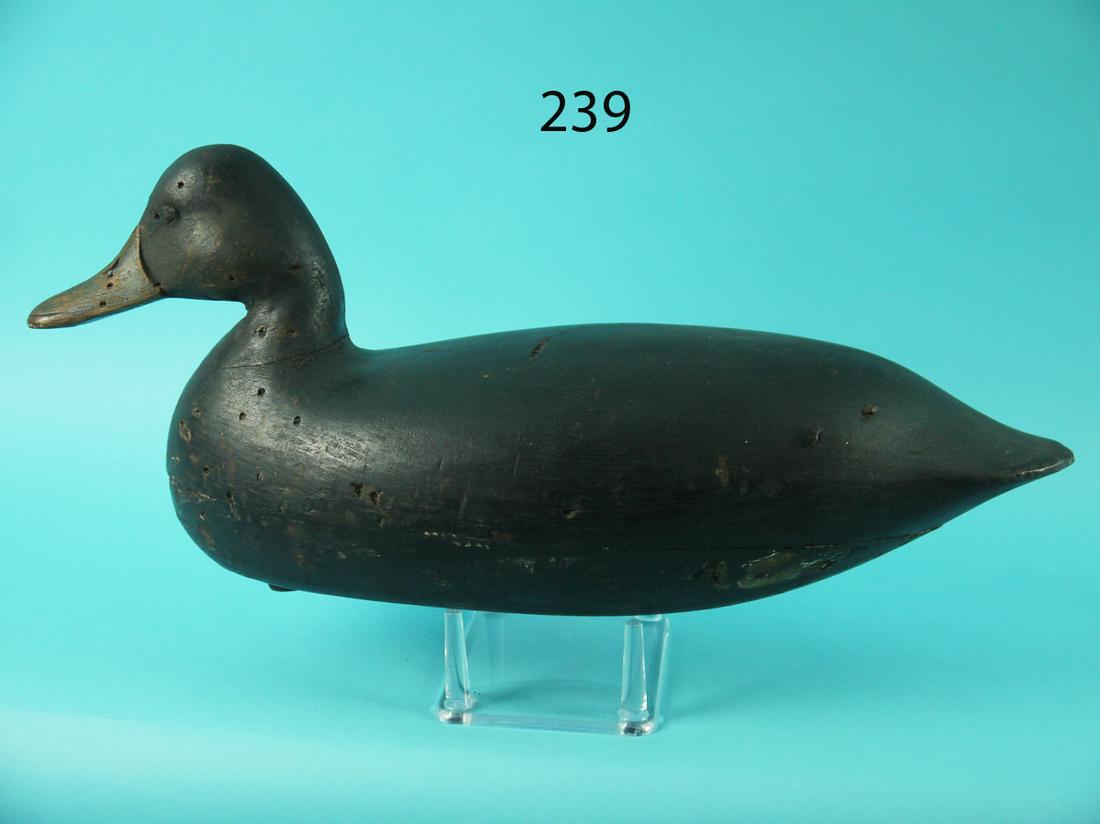 BLACK DUCK, H.V. SHOURDS (1 of 4)