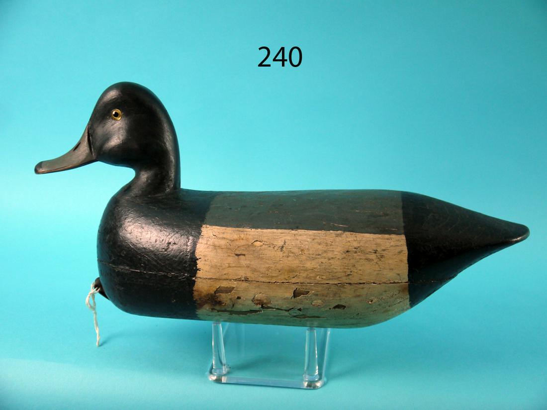 BLUE BILL DRAKE, NEW JERSEY (1 of 4)