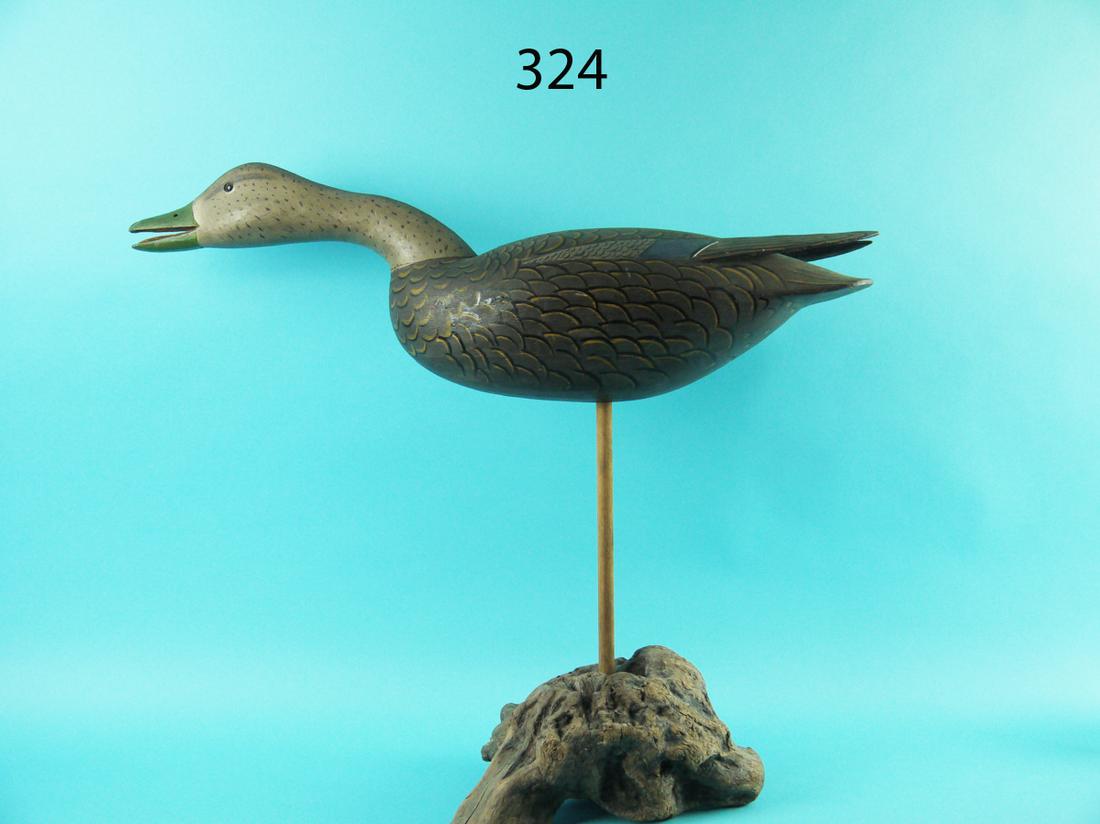 BLACK DUCK STICK UP, NEW JERSEY (1 of 2)