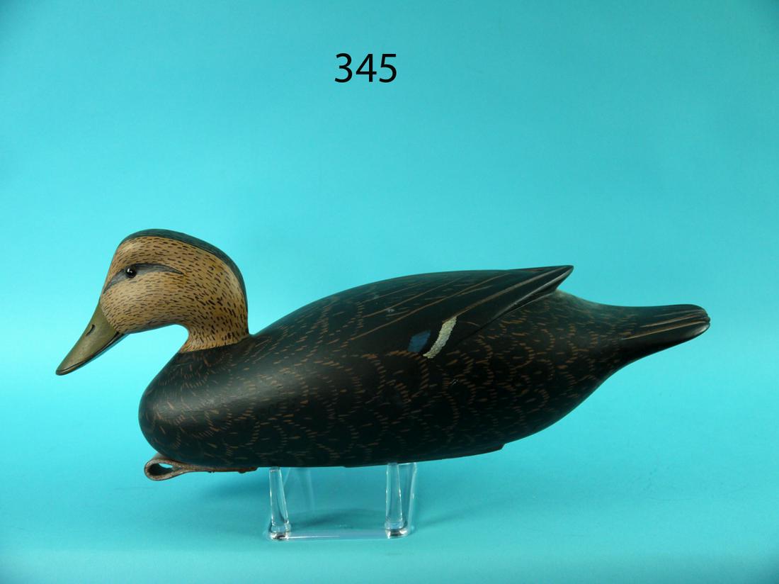 BLACK DUCK, E. CORRADETTI (1 of 4)