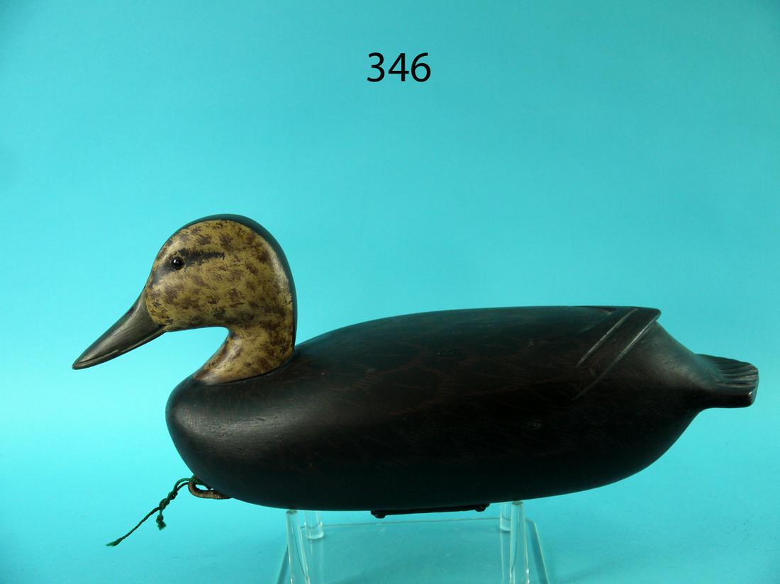 BLACK DUCK, E. CORRADETTI (1 of 4)