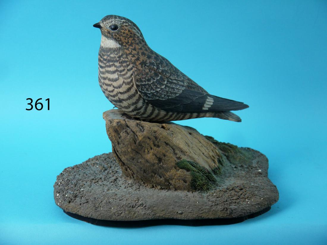 COMMON NIGHT HAWK, R.F. SCHEPIS (1 of 4)