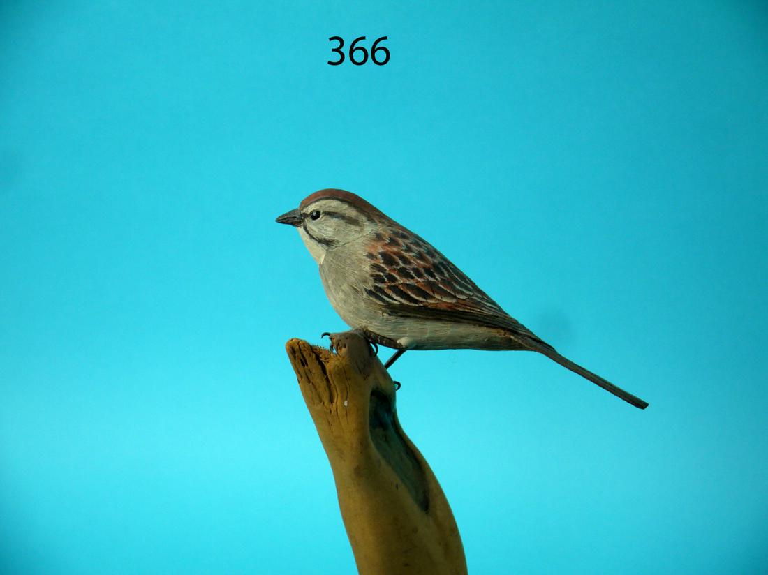 CHIPPING SPARROW,  R.F. SCHEPIS (1 of 3)