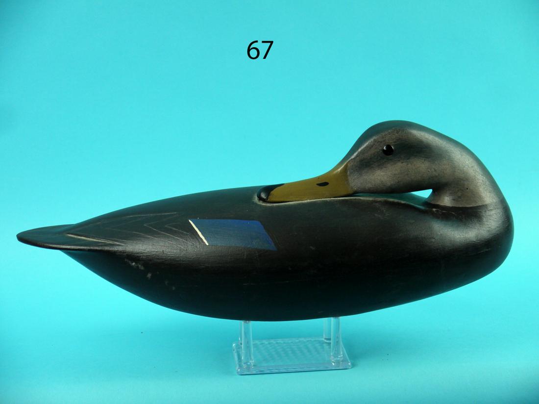 PREENING BLACK DUCK, H. CONKLIN (1 of 4)