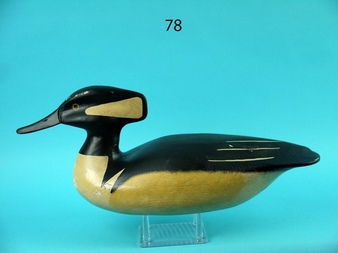 HOODED MERGANSER DRAKE, C. ALLSOPP (1 of 4)