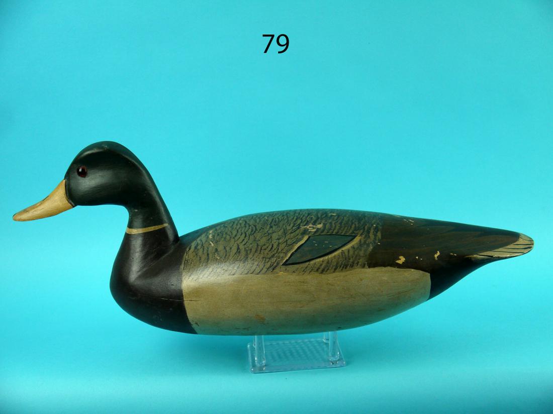 MALLARD DRAKE, C. ALLSOPP (1 of 4)