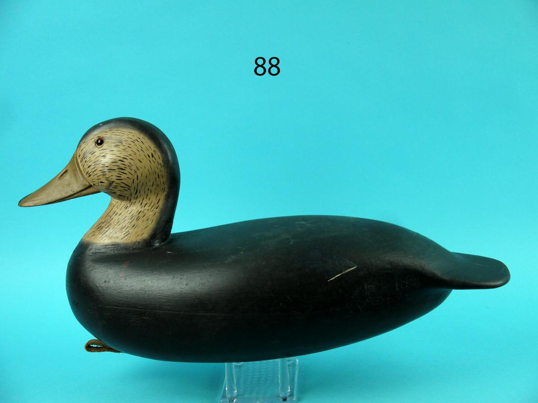 BLACK DUCK, B. SEABROOK (1 of 4)