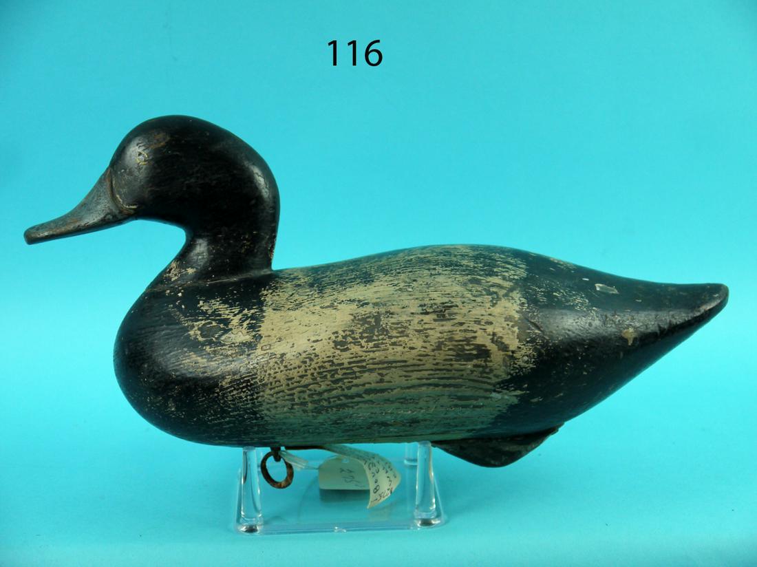 BLUEBILL DRAKE, UPPER BAY (1 of 4)