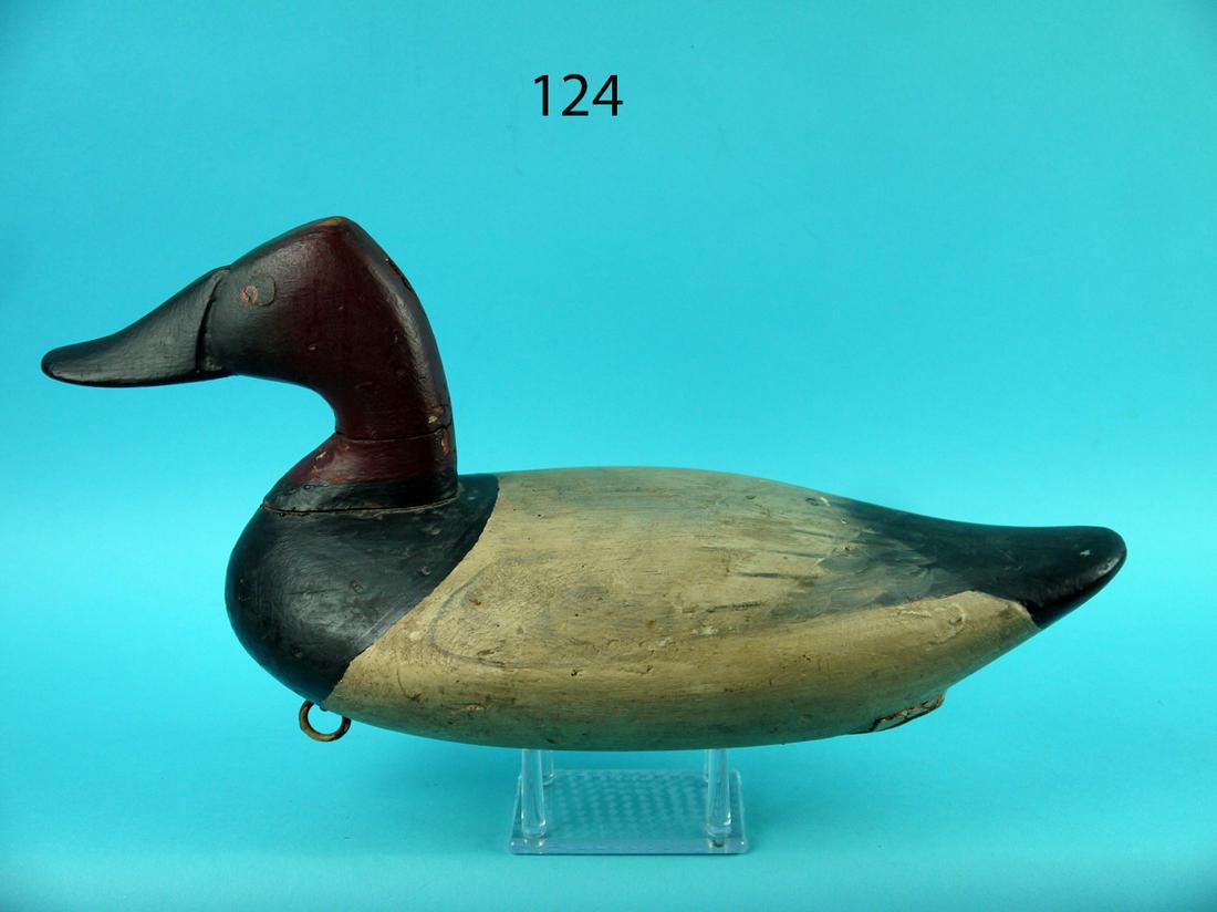 EARLY CANVASBACK DRAKE, UPPER BAY (1 of 4)