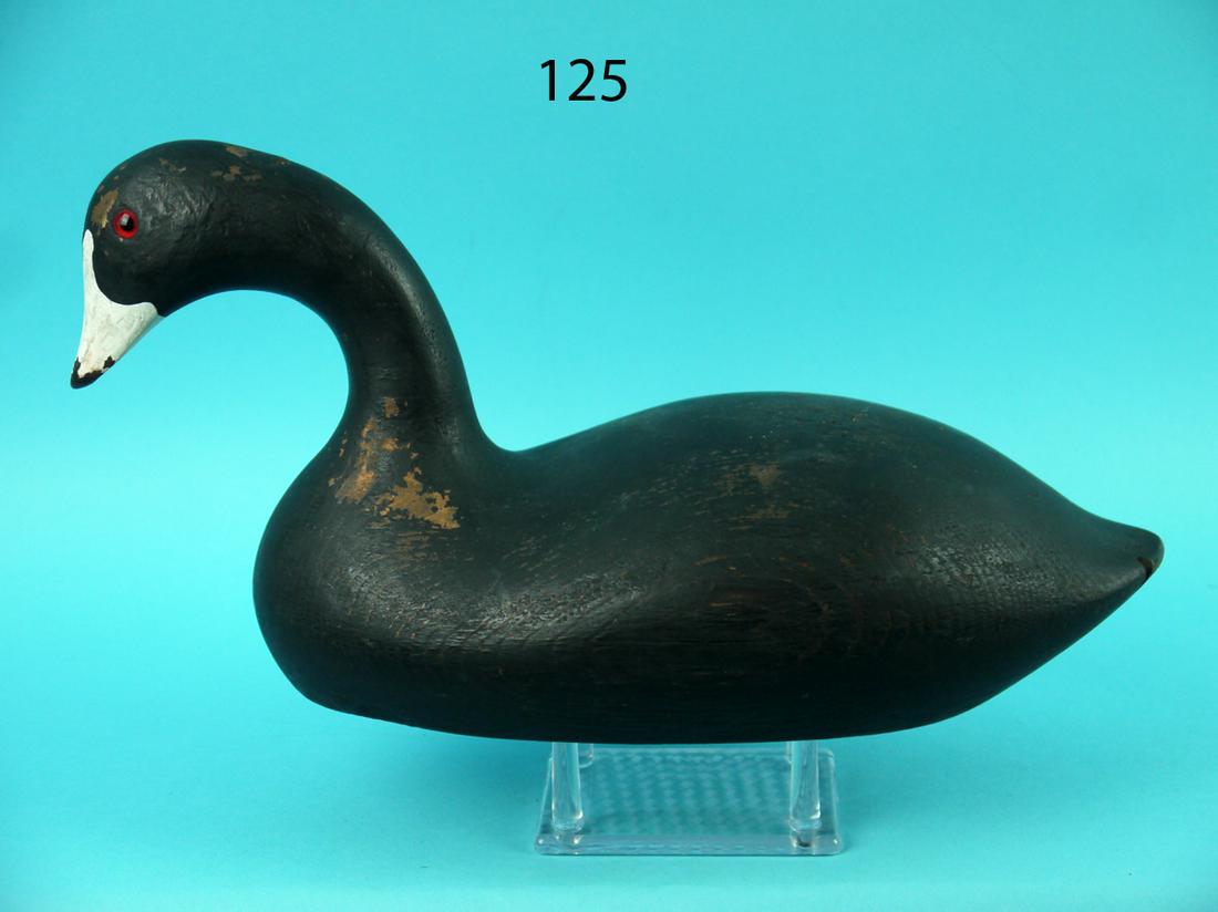 HIGH HEAD COOT (1 of 4)