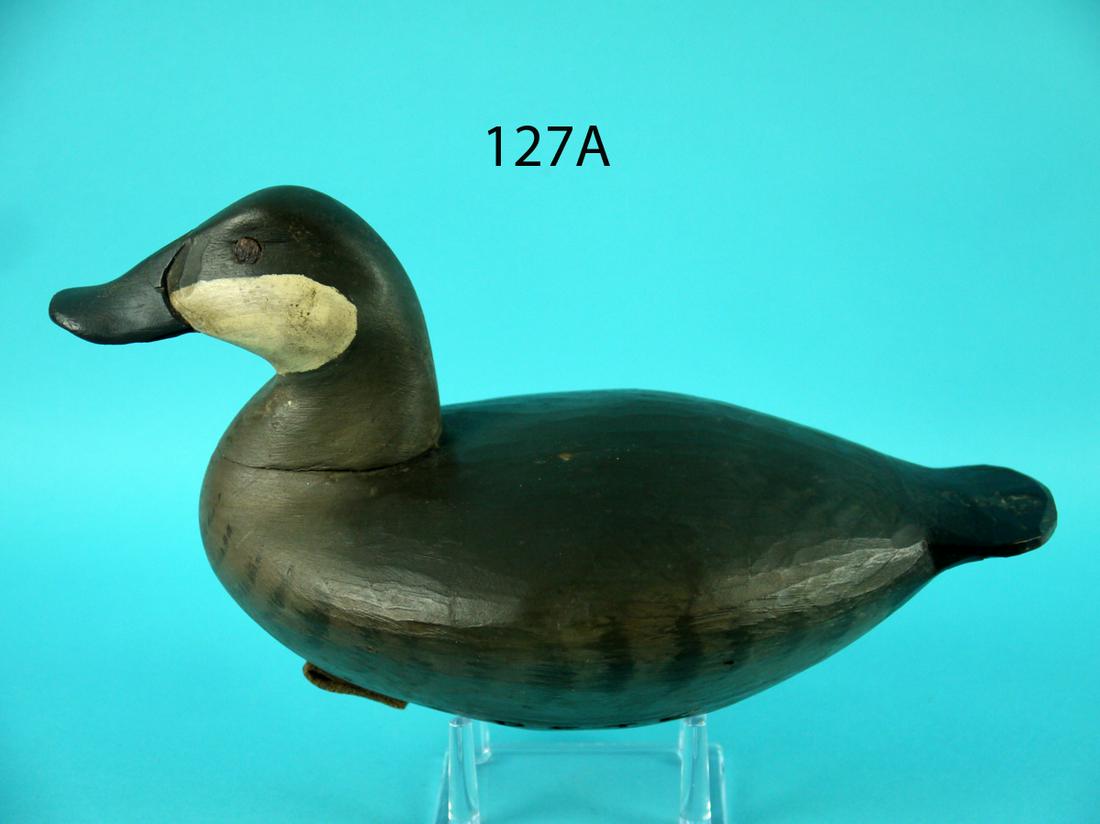 RUDDY DUCK, P. PETERSON (1 of 4)