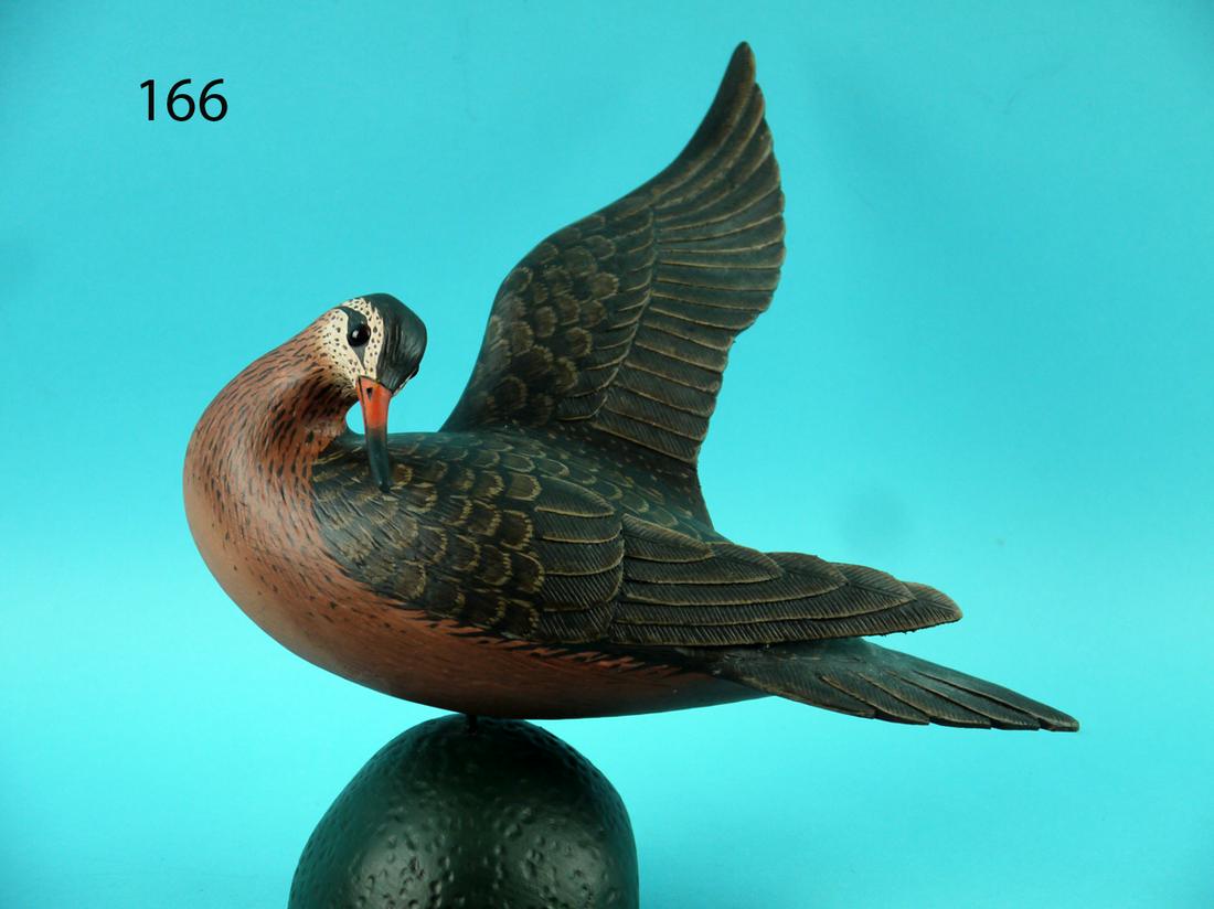 RED PHALAROPE, L.REINERI (1 of 4)