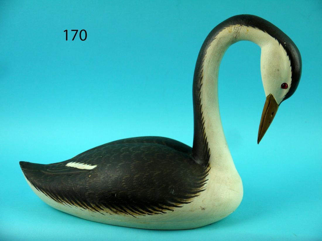 CLARK'S GREBE, L. REINERI (1 of 4)