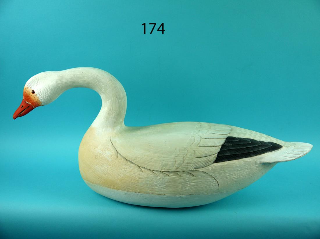 SNOW GOOSE, L. REINERI (1 of 4)