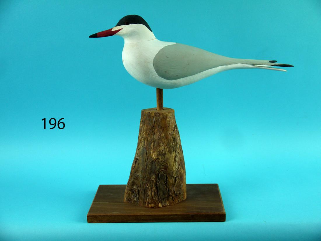 COMMON TERN, C. ORTLEY (1 of 4)