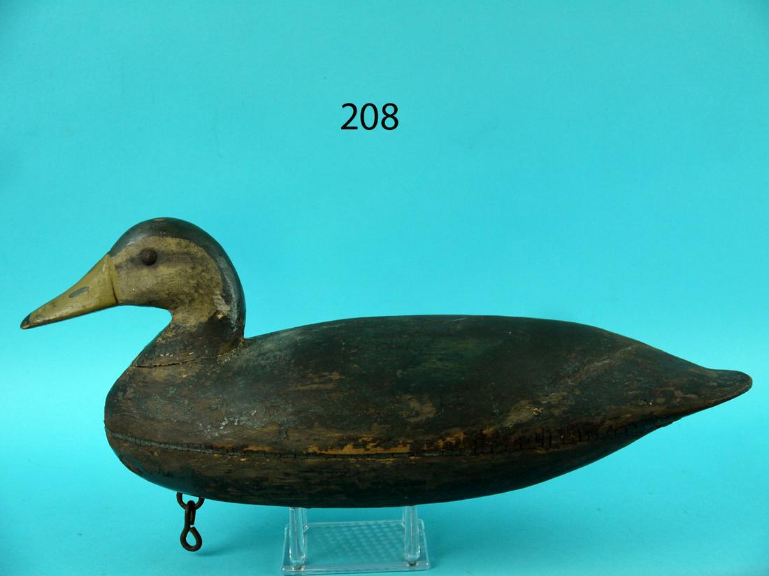 EARLY BLACK DUCK, NEW JERSEY (1 of 4)