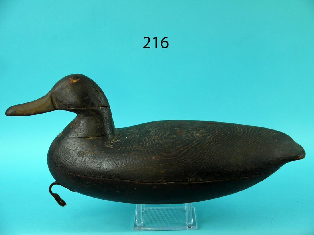 BLACK DUCK, NEW JERSEY (1 of 4)