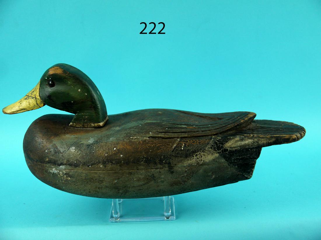 MALLARD DRAKE, DELAWARE RIVER (1 of 4)