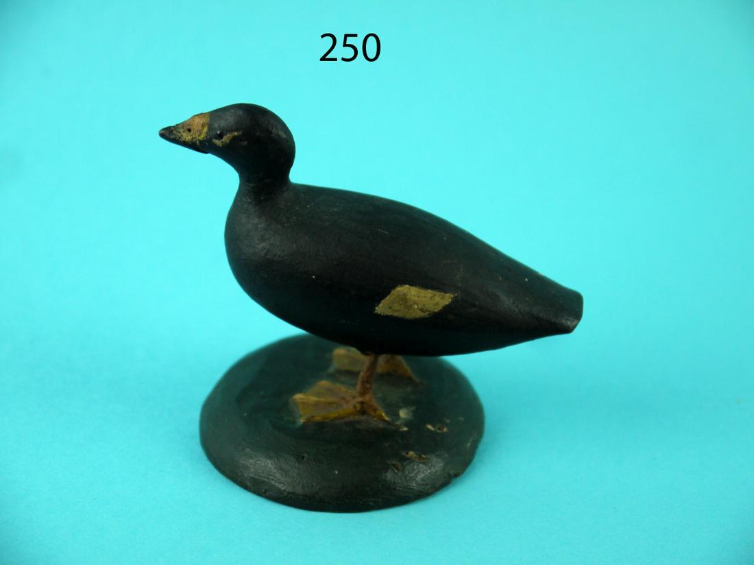 MINIATURE WHITE-WINGED SCOTER, T. WILSON (1 of 4)