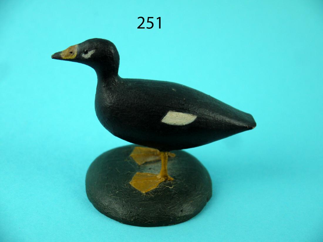 MINIATURE WHITE WINGED SCOTER, T. WILSON (1 of 4)