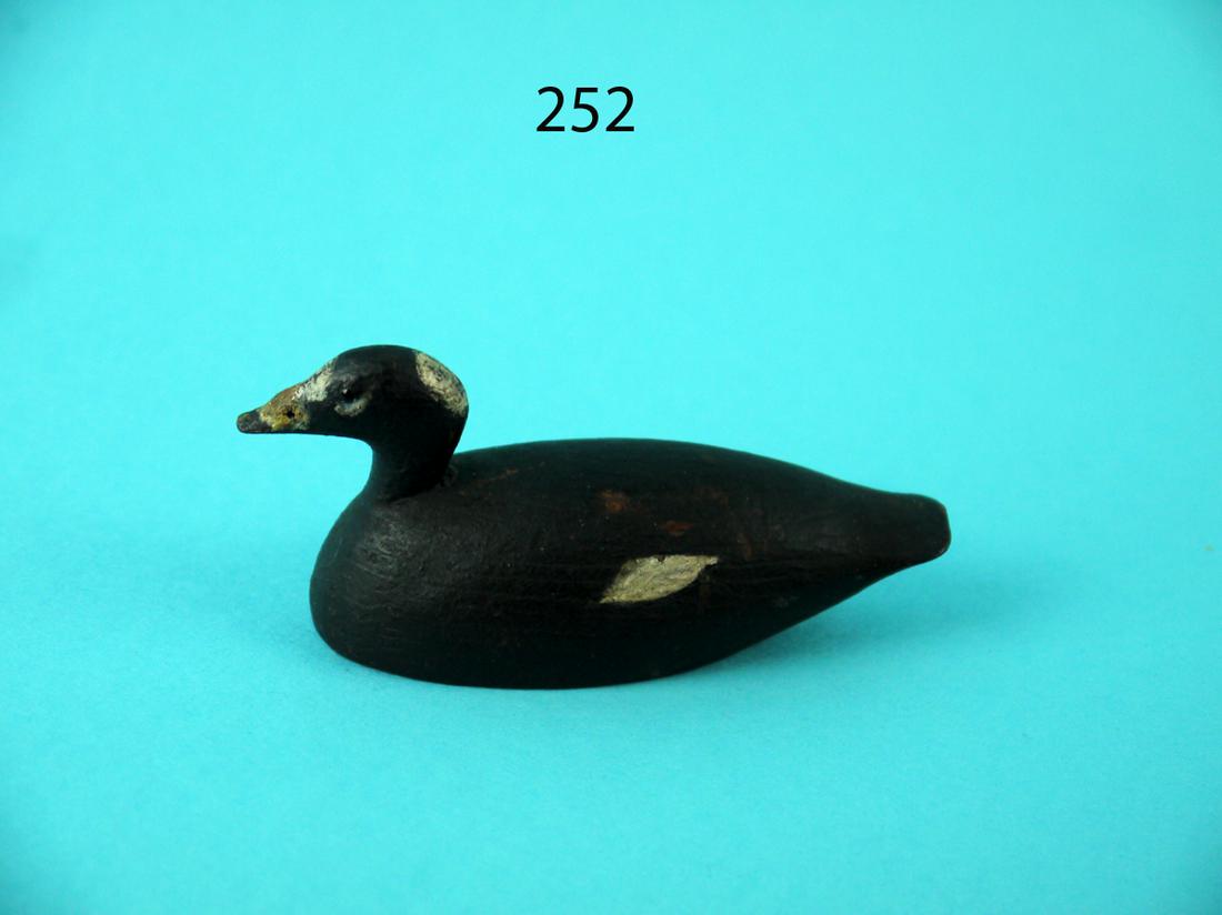 MINIATURE SURF SCOTER, T. WILSON (1 of 4)