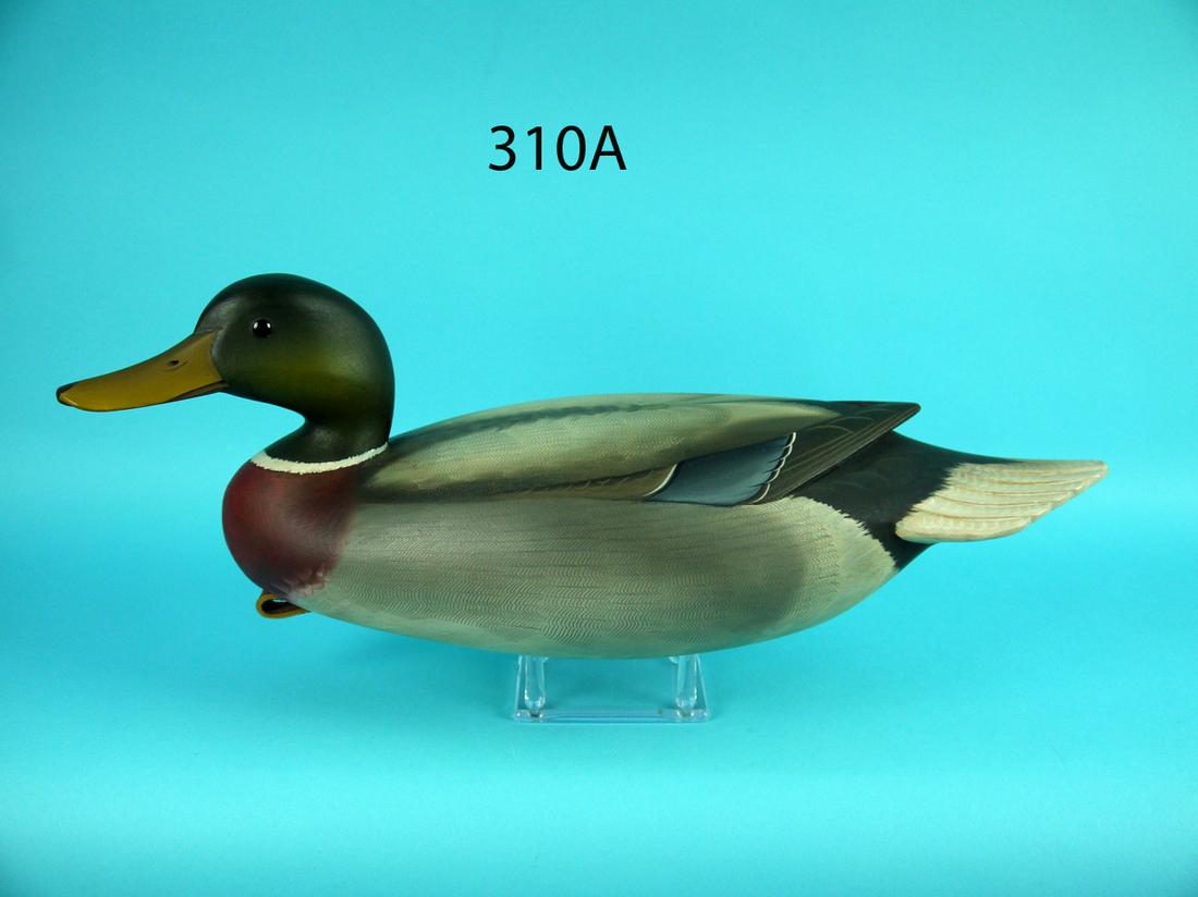 MALLARD DRAKE, G. STRUNK (1 of 4)