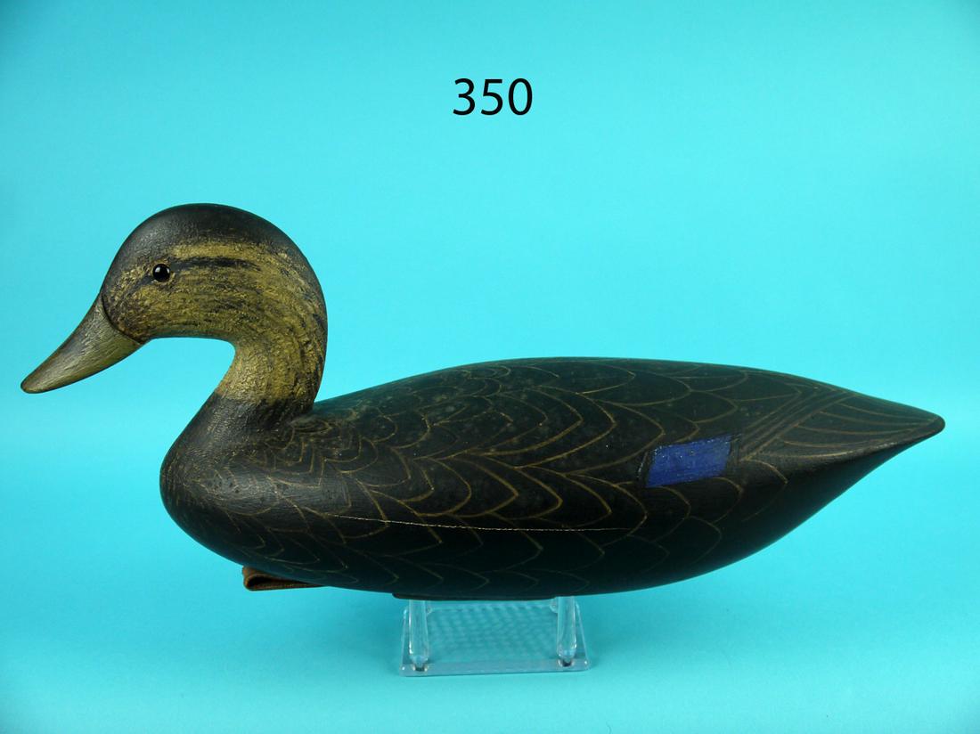 BLACK DUCK, B. BROWN (1 of 4)
