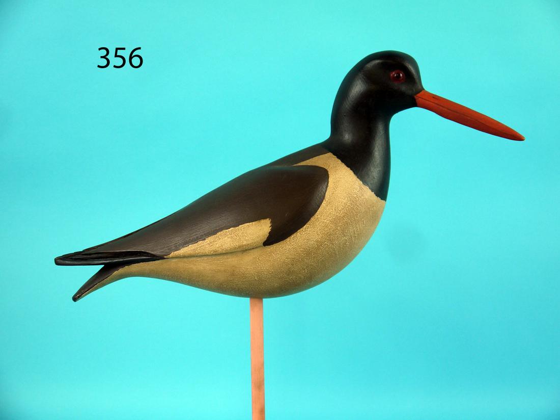 OYSTER CATCHER, S. MOREY (1 of 4)