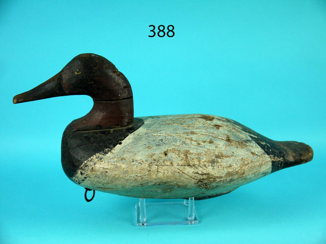CANVASBACK DRAKE, UPPER BAY (1 of 4)