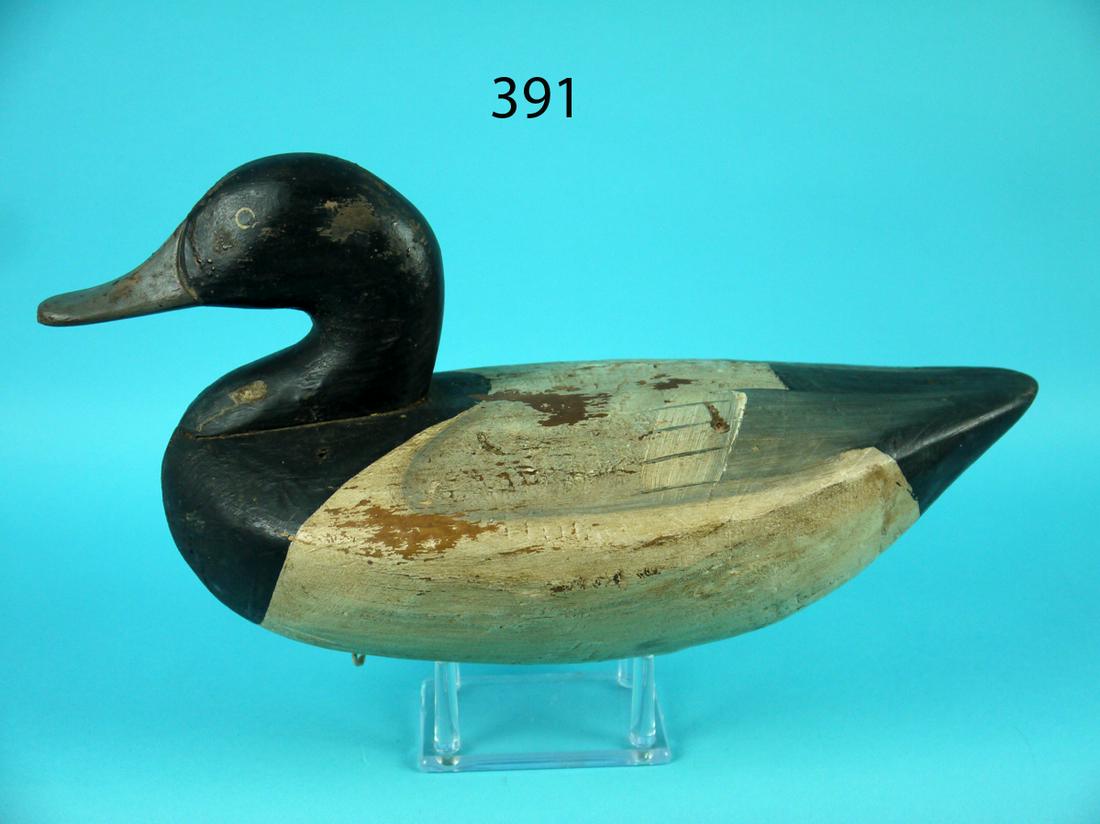 BLUEBILL DRAKE, UPPER BAY (1 of 4)