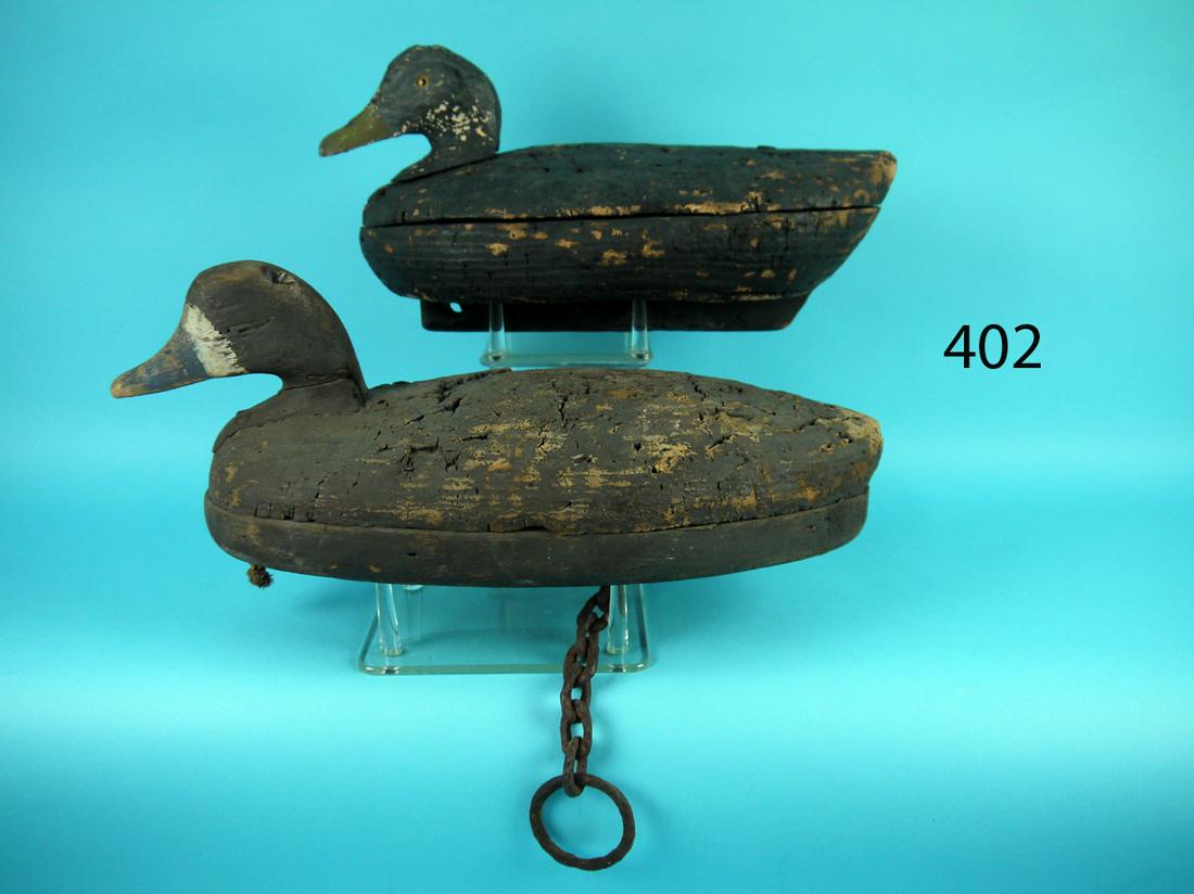 BROADBILL HEN/BLACK DUCK, LONG ISLAND (1 of 4)