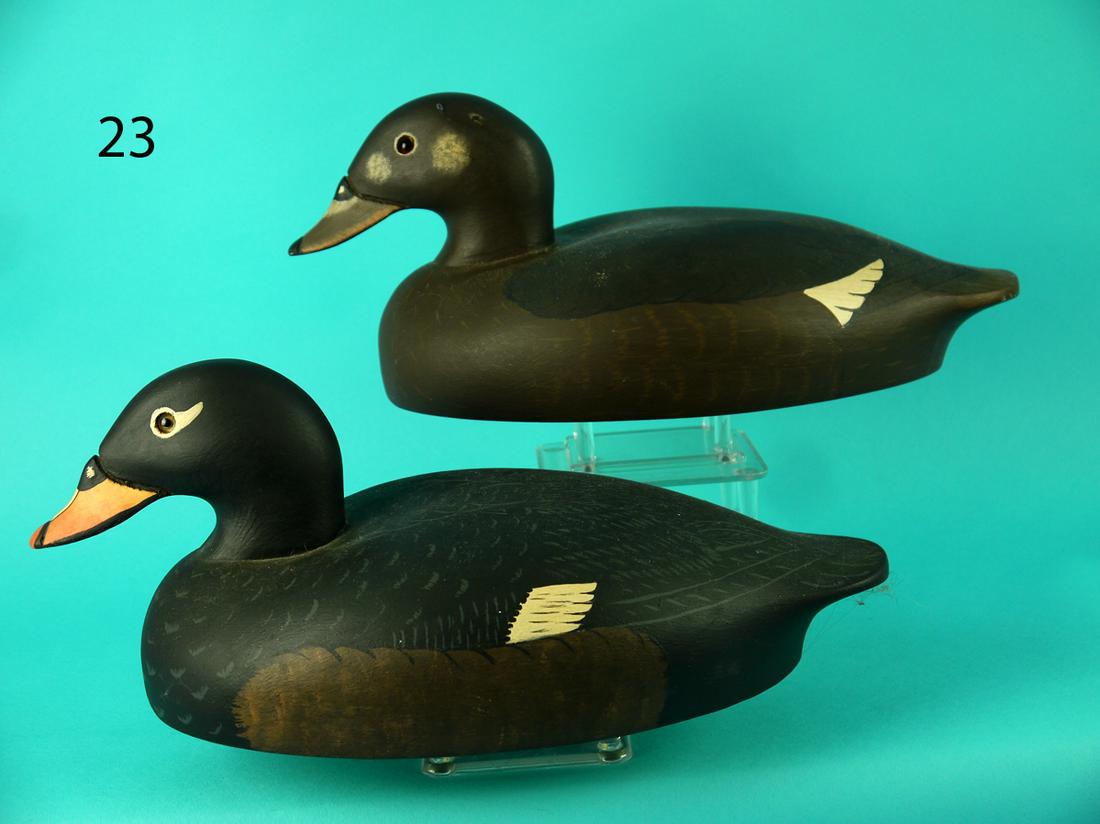 WHITE WING SCOTER PAIR, WILDFOWLER (1 of 4)