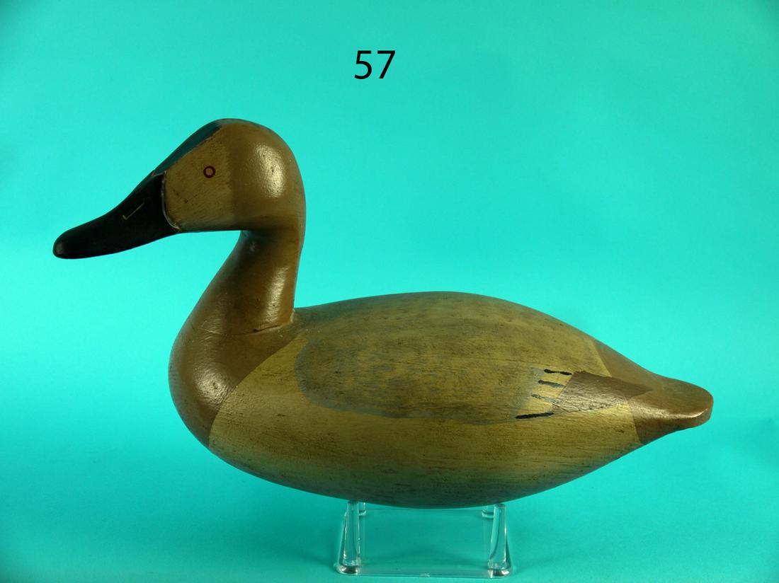 CANVASBACK HEN, UPPER BAY (1 of 4)