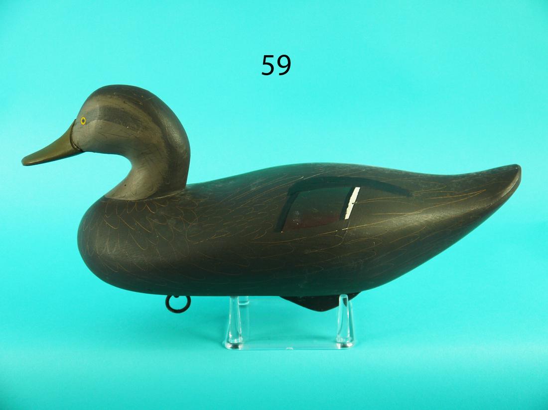 BLACK DUCK, HAVRE DE GRACE, MD (1 of 4)