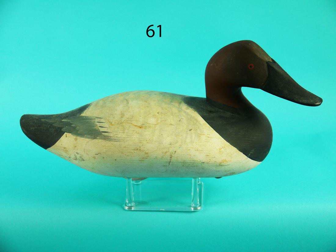 CANVASBACK DRAKE, UPPER BAY (1 of 4)
