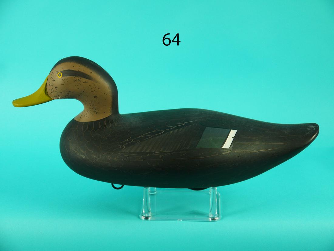 BLACK DUCK, P. VINCENTI (1 of 4)