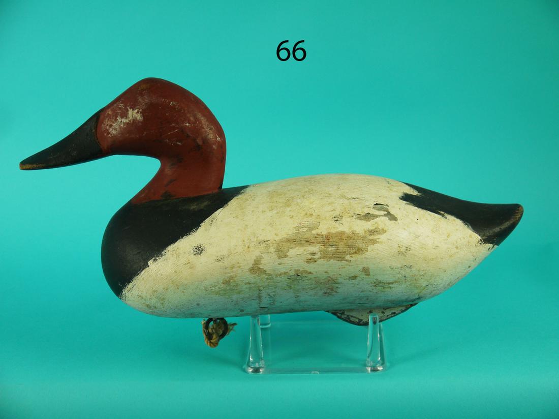 CANVASBACK DRAKE, UPPER BAY (1 of 4)