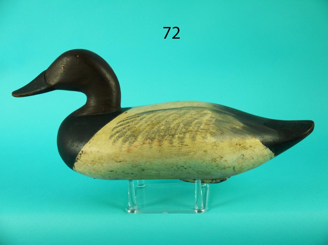 EARLY CANVASBACK DRAKE, UPPER BAY (1 of 4)