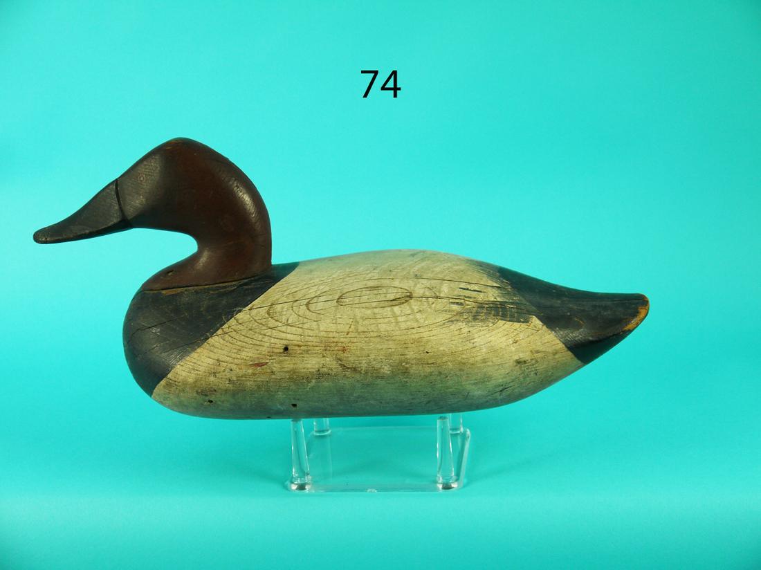 CANVASBACK DRAKE, UPPER BAY (1 of 4)